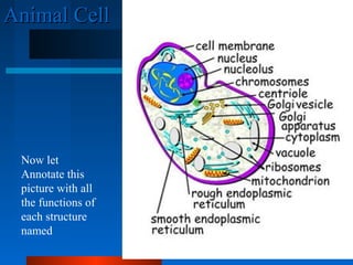 AAnniimmaall CCeellll 
Now let 
Annotate this 
picture with all 
the functions of 
each structure 
named 
 