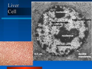 LLiivveerr 
CCeellll 
 