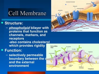 CCeellll MMeemmbbrraannee 
Structure: 
– phospholipid bilayer with 
proteins that function as 
channels, markers, and 
receptors 
-also contains cholesterol 
which provides rigidity 
Function: 
– selectively permeable 
boundary between the cell 
and the external 
environment 
 