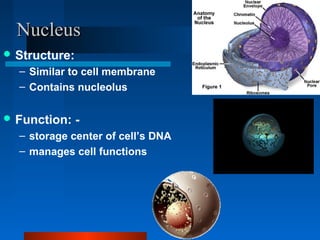 NNuucclleeuuss 
Structure: 
– Similar to cell membrane 
– Contains nucleolus 
Function: - 
– storage center of cell’s DNA 
– manages cell functions 
 