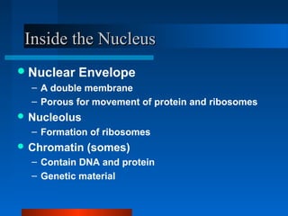 IInnssiiddee tthhee NNuucclleeuuss 
Nuclear Envelope 
– A double membrane 
– Porous for movement of protein and ribosomes 
Nucleolus 
– Formation of ribosomes 
Chromatin (somes) 
– Contain DNA and protein 
– Genetic material 
 
