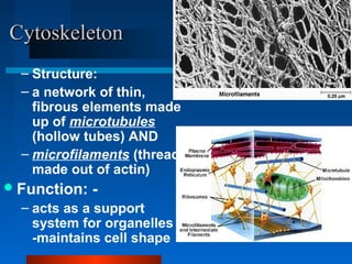 CCyyttoosskkeelleettoonn 
– Structure: 
– a network of thin, 
fibrous elements made 
up of microtubules 
(hollow tubes) AND 
– microfilaments (threads 
made out of actin) 
Function: - 
– acts as a support 
system for organelles 
-maintains cell shape 
 
