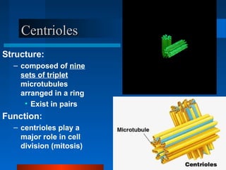 CCeennttrriioolleess 
Structure: 
– composed of nine 
sets of triplet 
microtubules 
arranged in a ring 
• Exist in pairs 
Function: 
– centrioles play a 
major role in cell 
division (mitosis) 
 