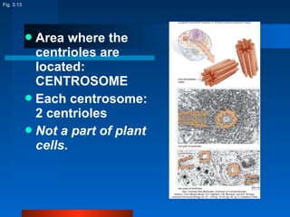 Area where the 
centrioles are 
located: 
CENTROSOME 
Each centrosome: 
2 centrioles 
Not a part of plant 
cells. 
Fig. 3.13 
 