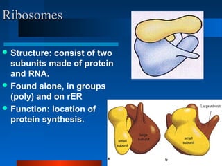 RRiibboossoommeess 
Structure: consist of two 
subunits made of protein 
and RNA. 
Found alone, in groups 
(poly) and on rER 
Function: location of 
protein synthesis. 
 