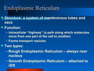 EEnnddooppllaassmmiicc RReettiiccuulluumm 
Structure: a system of membranous tubes and 
sacs 
Function: 
– intracellular “highway” (a path along which molecules 
move from one part of the cell to another) 
– Forms transport vesicles 
Two types: 
– Rough Endoplasmic Reticulum – always near 
nucleus 
– Smooth Endoplasmic Reticulum – attached to 
rER 
 