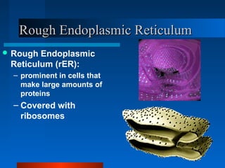RRoouugghh EEnnddooppllaassmmiicc RReettiiccuulluumm 
Rough Endoplasmic 
Reticulum (rER): 
– prominent in cells that 
make large amounts of 
proteins 
– Covered with 
ribosomes 
 