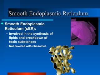 SSmmooootthh EEnnddooppllaassmmiicc RReettiiccuulluumm 
Smooth Endoplasmic 
Reticulum (sER): 
– involved in the synthesis of 
lipids and breakdown of 
toxic substances 
– Not covered with ribosomes 
 