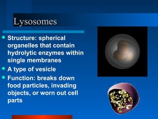 LLyyssoossoommeess 
Structure: spherical 
organelles that contain 
hydrolytic enzymes within 
single membranes 
A type of vesicle 
Function: breaks down 
food particles, invading 
objects, or worn out cell 
parts 
 