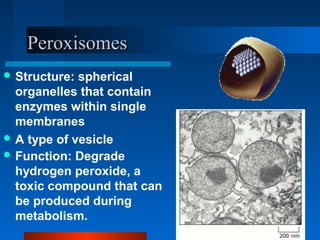 PPeerrooxxiissoommeess 
Structure: spherical 
organelles that contain 
enzymes within single 
membranes 
A type of vesicle 
Function: Degrade 
hydrogen peroxide, a 
toxic compound that can 
be produced during 
metabolism. 
 