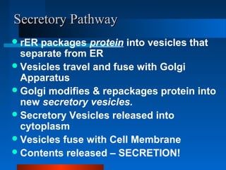SSeeccrreettoorryy PPaatthhwwaayy 
rER packages protein into vesicles that 
separate from ER 
Vesicles travel and fuse with Golgi 
Apparatus 
Golgi modifies & repackages protein into 
new secretory vesicles. 
Secretory Vesicles released into 
cytoplasm 
Vesicles fuse with Cell Membrane 
Contents released – SECRETION! 
 