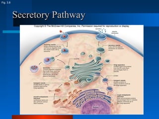 SSeeccrreettoorryy PPaatthhwwaayy 
Fig. 3.8 
 