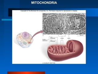 MITOCHONDRIA 
 