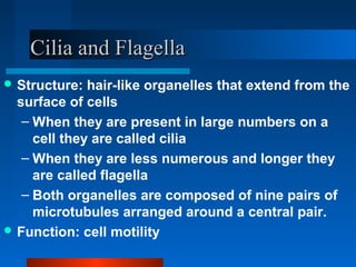 CCiilliiaa aanndd FFllaaggeellllaa 
Structure: hair-like organelles that extend from the 
surface of cells 
– When they are present in large numbers on a 
cell they are called cilia 
– When they are less numerous and longer they 
are called flagella 
– Both organelles are composed of nine pairs of 
microtubules arranged around a central pair. 
Function: cell motility 
 