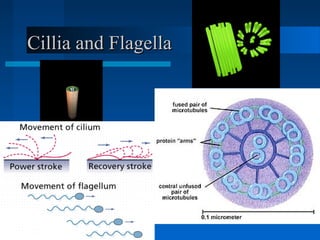 CCiilllliiaa aanndd FFllaaggeellllaa 
 