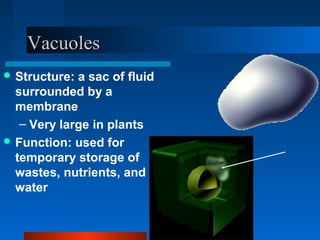 VVaaccuuoolleess 
Structure: a sac of fluid 
surrounded by a 
membrane 
– Very large in plants 
Function: used for 
temporary storage of 
wastes, nutrients, and 
water 
 