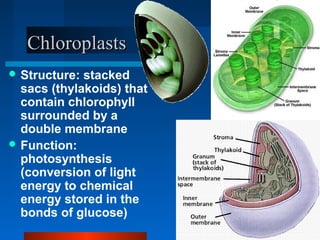 CChhlloorrooppllaassttss 
Structure: stacked 
sacs (thylakoids) that 
contain chlorophyll 
surrounded by a 
double membrane 
Function: 
photosynthesis 
(conversion of light 
energy to chemical 
energy stored in the 
bonds of glucose) 
 