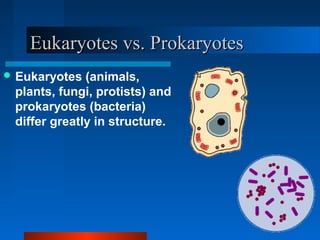 EEuukkaarryyootteess vvss.. PPrrookkaarryyootteess 
Eukaryotes (animals, 
plants, fungi, protists) and 
prokaryotes (bacteria) 
differ greatly in structure. 
 