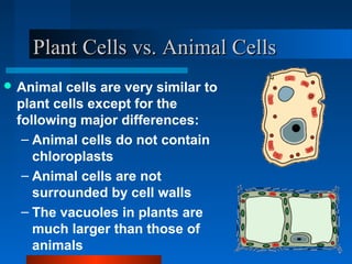 PPllaanntt CCeellllss vvss.. AAnniimmaall CCeellllss 
Animal cells are very similar to 
plant cells except for the 
following major differences: 
– Animal cells do not contain 
chloroplasts 
– Animal cells are not 
surrounded by cell walls 
– The vacuoles in plants are 
much larger than those of 
animals 
 