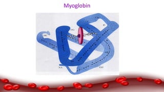 Myoglobin
Dr.N.Sivaranjani
 
