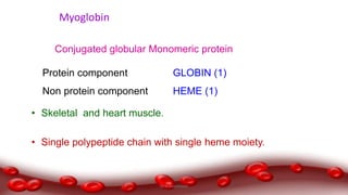 Myoglobin
• Skeletal and heart muscle.
• Single polypeptide chain with single heme moiety.
Protein component GLOBIN (1)
Non protein component HEME (1)
Conjugated globular Monomeric protein
Dr.N.Sivaranjani
 