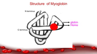 Structure of Myoglobin
C terminus
N terminus
globin
Heme
Dr.N.Sivaranjani
 