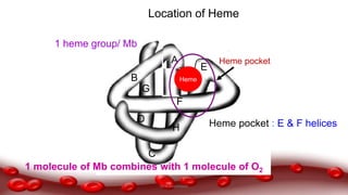 A
E
F
B
C
D
G
H
Heme
Heme pocket : E & F helices
Location of Heme
Heme pocket
1 molecule of Mb combines with 1 molecule of O2
1 heme group/ Mb
Dr.N.Sivaranjani
 