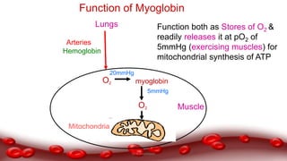 Lungs
Muscle
O2
Arteries
Hemoglobin
Function of Myoglobin
Function both as Stores of O2 &
readily releases it at pO2 of
5mmHg (exercising muscles) for
mitochondrial synthesis of ATP
myoglobin
20mmHg
5mmHg
O2
Mitochondria
Dr.N.Sivaranjani
 