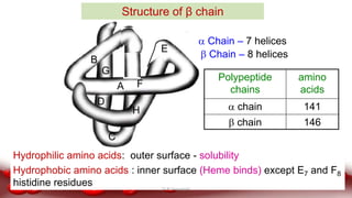 A
E
F
B
C
D
G
H
Structure of β chain
 Chain – 7 helices
 Chain – 8 helices
Polypeptide
chains
amino
acids
 chain 141
 chain 146
Hydrophilic amino acids: outer surface - solubility
Hydrophobic amino acids : inner surface (Heme binds) except E7 and F8
histidine residues Dr.N.Sivaranjani
 