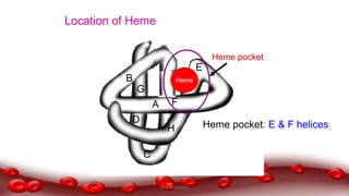 A
E
F
B
C
D
G
H
Heme
Heme pocket: E & F helices
Heme pocket
Location of Heme
Dr.N.Sivaranjani
 