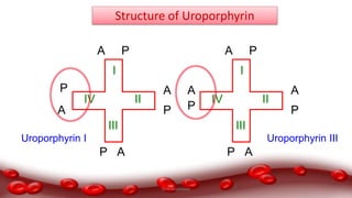 I
II
III
IV
A
A
A
A
P
P
P
P
I
II
III
IV
A
A
A
A
P
P
P
P
Structure of Uroporphyrin
Uroporphyrin I Uroporphyrin III
Dr.N.Sivaranjani
 