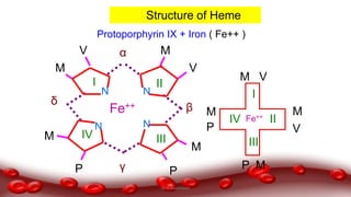 α
β
γ
δ
Fe++
I II
IIIIV
N
N
N
N
M
VM
M
M
PP
V
Structure of Heme
I
II
III
IV
M
M
M
M
V
V
P
P
Fe++
Protoporphyrin IX + Iron ( Fe++ )
Dr.N.Sivaranjani
 