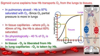 • In pulmonary alveoli - Hb is 97%
saturated with O2 -Since O2 partial
pressure is more in lungs
• In tissue capillaries - where pO2 is
40mm of Hg, the Hb is about 60%
saturated.
• So physiologically - 40 % of O2 is
released
Tissues
Lungs
Sigmoid curve explains how Hb transports O2 from the lungs to tissues.
• In tissue - O2 is liberated from Hb
• In lung capillaries - O2 is taken by Hb.
Dr.N.Sivaranjani
 