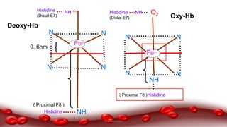 N
N
Fe++
Histidine
NHHistidine
(Distal E7)
O2
Deoxy-Hb
0. 6nm
NH
( Proximal F8 )
N
N
NHHistidine
(Distal E7)
NN
N
NH
Fe++
N
( Proximal F8 )Histidine
Oxy-Hb
Dr.N.Sivaranjani
 