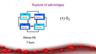 1
Heme
2
1
2
Heme
HemeHeme
Deoxy-Hb
T form
(+) O2
Rupture of salt bridges
Dr.N.Sivaranjani
 