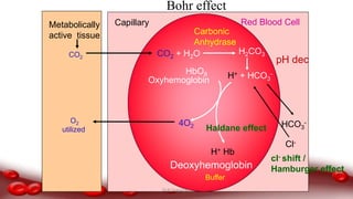 Red Blood CellCapillary
H2CO3
Carbonic
Anhydrase
H+ + HCO3
-
HCO3
-
Cl-
Metabolically
active tissue
CO2 + H2OCO2
O2
utilized
Bohr effect
HbO8
Oxyhemoglobin
H+ Hb
4O2
Deoxyhemoglobin
pH dec
Haldane effect
cl- shift /
Hamburger effect
Buffer
Dr.N.Sivaranjani
 