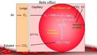 Red Blood CellCapillary
O2 + HHb HbO2
Lungs
O2 +H+
H2CO3
Air
CO2 + H2O
CO2Exhaled
Carbonic
Anhydrase
Bohr effect
HCO3
-
Cl-HCO3
-
pH inc.
reversal of
cl- shift
C A
Dr.N.Sivaranjani
 