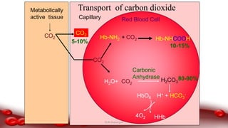 Red Blood CellCapillary
Metabolically
active tissue
CO2
Transport of carbon dioxide
CO2
5-10%
Hb-NH2 + CO2 Hb-NHCOOH
CO2
10-15%
H2O+ H2CO3
Carbonic
Anhydrase
H+ + HCO3
-HbO8
HHb4O2
CO2
80-90%
Dr.N.Sivaranjani
 