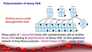 Polymerization of deoxy HbS
Sticky patch of 1 deoxyHbS binds with complementary site of another
deoxy HbS leading to polymerization of deoxy HbS to form gelatinous
network of long fibrous polymer– Distort shape of RBC – sickle shape.
Sickling occurs under
deoxygenated state
Dr.N.Sivaranjani
 