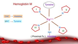 TyrosineHemoglobin M
Fe+++
N
N
N
N
I II
III
IV
NH
( Proximal F8 ) Histidine
CAC
UAC
Histidine
Tyrosine
Dr.N.Sivaranjani
 