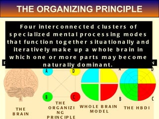 THE ORGANIZING PRINCIPLE PHYSIOLOGY THE BRAIN METAPHOR WHOLE BRAIN  MODEL ARCHITECTURE THE  ORGANIZING  PRINCIPLE APPLICATION THE HBDI Four interconnected clusters of specialized mental processing modes that function together situationally and iteratively make up a whole brain in which one or more parts may become naturally dominant.   