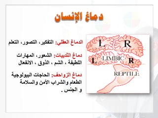 ‫الزواحر‬ ‫دما‬:‫ية‬ ‫ل‬ ‫البي‬ ‫ات‬ ‫الحا‬
‫والسالمة‬ ‫م‬ ‫ا‬ ‫والشراب‬ ‫الطعا‬
‫الجنس‬ ‫و‬.
‫العقلي‬ ‫الدما‬:‫التعلم‬ ،‫ر‬ ‫التص‬ ،‫كير‬ ‫الت‬
‫يات‬ ‫الثد‬ ‫دما‬:‫المهارات‬ ،‫ر‬ ‫الشع‬
‫عاي‬ ‫االل‬ ، ‫الذوق‬ ، ‫الشم‬ ، ‫ة‬ ‫اللطي‬ RL
 