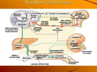 Cell Turnover Rbc HB estimation.ppt