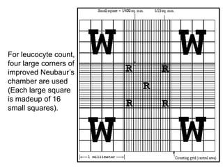 For leucocyte count,
four large corners of
improved Neubaur’s
chamber are used
(Each large square
is madeup of 16
small squares).
 