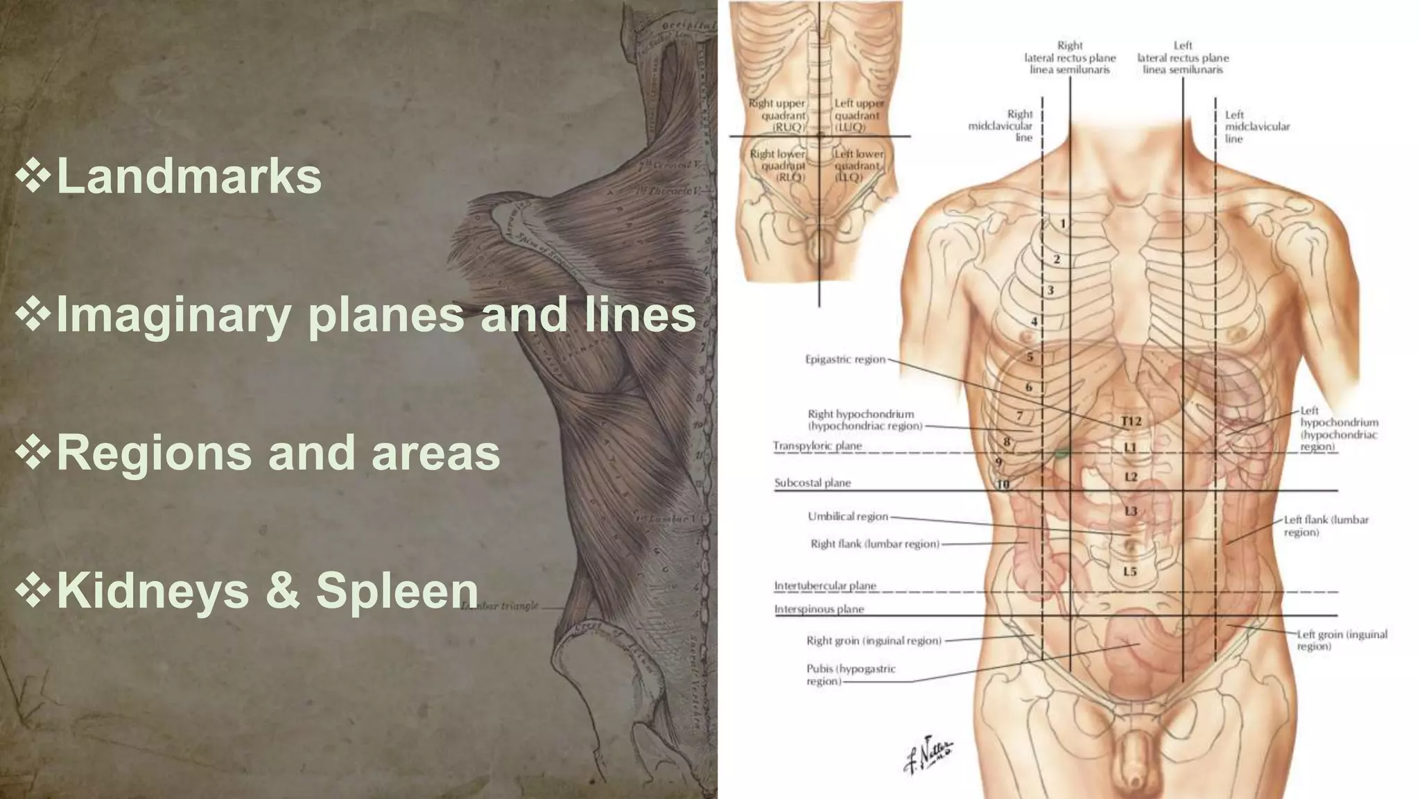 Surface Anatomy of the abdominal viscera and abdominal regions. | PPTX, image size:2048x1152