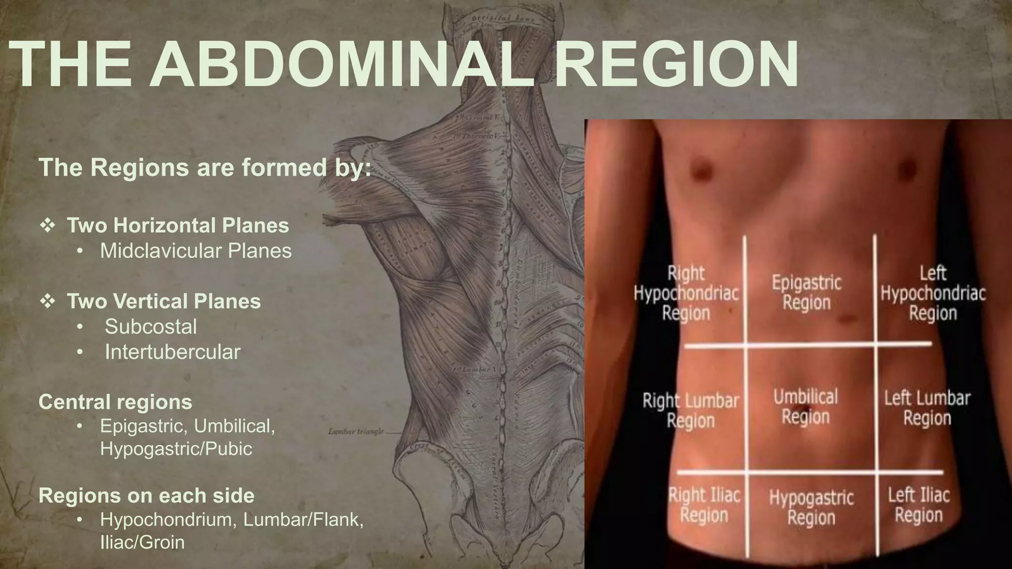 Surface Anatomy Of The Abdominal Viscera And Abdominal Regions PPTX Surface Anatomy Of The Abdominal Viscera And Abdominal Regions PPTX