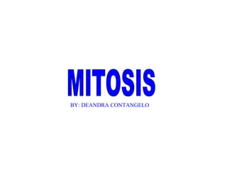 MITOSIS BY: DEANDRA CONTANGELO 