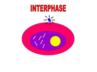 INTERPHASE 