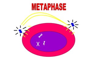 METAPHASE 