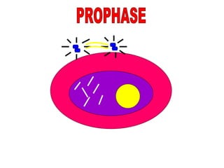 PROPHASE 